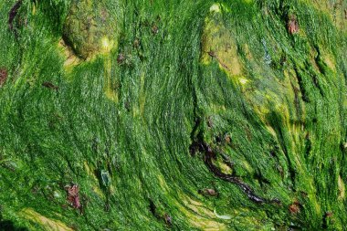 Canlı yeşil yosunların zengin ve dokulu bir yüzey sağladığı yakın çekim görüntüsü. Doğadan esinlenilmiş tasarımlar, arka planlar ve çevresel temalar için mükemmel. Karmaşık desenler ve doğal renkler...