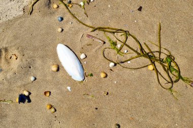 Seaside beach scene featuring a white seashell surrounded by seaweed, small pebbles, and seashells on golden sand. ideal for coastal-themed decor, print designs, posters, and cards showcasing natural beach elements. clipart