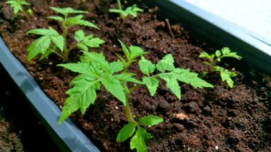 Kapalı Bahçe Bahçesinde Genç Domates Bitkileri Yetiştirme Kentsel Bahçe Bakımı, Bitki Bakımı ve Ev Bahçesi Projeleri İçin İdeal