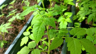 Ev Bahçesi 'nde Organik Domates Tohumları Sürdürülebilir Tarım ve Kentsel Tarım İçin İdeal