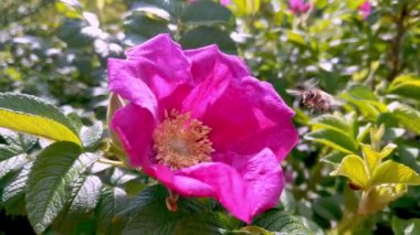 Yeşillik Bahçede Canlı Bir Pembe Çiçeği Tozlaştıran Arının Yakın Çekimi