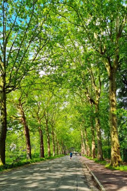 Parlak bir yaz gününde, uzun, yemyeşil ağaçlarla çevrili ve yürümek ve bisiklete binmek için huzurlu bir ortam sunan pitoresk bir patika. Yaprakların arasından geçen noktalı güneş ışığı filtreleri, sakin ve davetkar bir atmosfer yaratıyor. Açık hava aktiviteleri için mükemmel.