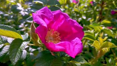 Yeşillik yeşilliklerle çevrili canlı pembe bir çiçeğe yakın plan. Detaylı taç yaprakları ve görünür merkezi stamen doğanın güzelliğini ve karmaşıklığını vurgular, botanik meraklıları ve doğadan esinlenilmiş tasarımlar için mükemmeldir..