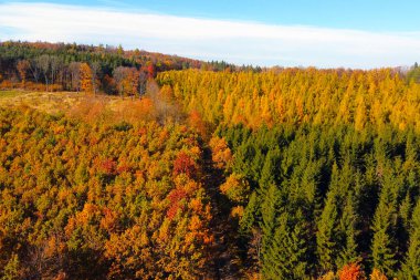 Sonbahar döneminde, sarı, kırmızı ve turuncu tonlarda canlı yeşillikler sergilenen bir ormanın hava fotoğrafı. Yaprak döken ağaçların arasında yemyeşil ağaçlar vardır. Çarpıcı bir kontrast oluştururlar. Doğa temalı ve mevsimsel tasarımlar için mükemmel