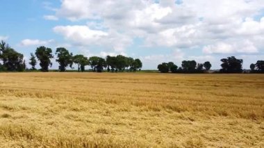 Geniş altın buğday tarlası ufka doğru uzanan dağınık bulutlu canlı mavi gökyüzünün altında. yemyeşil ağaçlardan oluşan bir sıra ufuk çizgisini çiziyor.