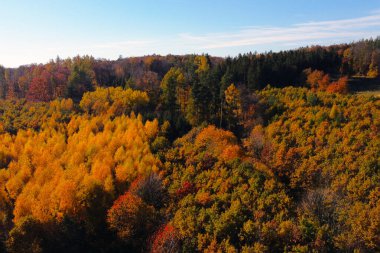Canlı sonbahar renkleriyle süslenmiş sık bir ormanın nefes kesici hava manzarası. Altın, turuncu ve kırmızı yaprakların karışımı yeşil ağaçlarla çok güzel zıtlaşır. Mevsimlik tasarımlar, doğa yayınları ve sonbahar temalı projeler için mükemmel.