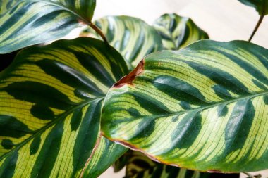 Calathea yapraklarının yakın çekim görüntüsü çarpıcı yeşil desenlerini ve karmaşık ayrıntılarını gözler önüne seriyor. Bu tropikal kapalı alan bitkileri canlı, doğal estetik ve hava temizleyici özellikleri nedeniyle ev dekorasyonu ve bahçe meraklıları arasında popülerdir..
