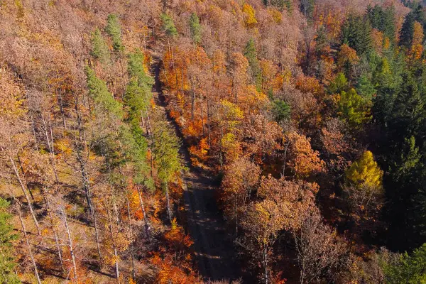 stock image A stunning aerial view of a dense forest showcasing the brilliant colors of autumn. the treetops display a spectrum of fall foliage, from vibrant reds and oranges to golden yellows and greens, encapsulating the beauty of the autumn season.