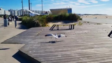 Calais, Fransa, 22 Haziran 2024: Kumlu kum tepeleri ve bitki örtüsüyle çevrili deniz kenarındaki sahil yürüyüşü sahnesi. açık mavi bir gökyüzü ve arka plandaki modern binalar bu sakin kıyı manzarasına derinlik katar.