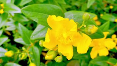 Parlak sarı kır çiçekleri yemyeşil yaprakların arasında çiçek açıyor. Yakın çekim, doğanın güzelliğini ve yazın canlı renklerini vurgulayan karmaşık taç yapraklarını ve açılmamış tomurcukları vurgular..