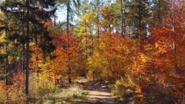 Renkli yapraklarla çevrili dolambaçlı toprak yolu olan canlı bir sonbahar ormanı. Turuncu, kırmızı ve sarı farklı tonlarda yaprakları olan uzun ağaçlar açık mavi gökyüzü altında resim gibi bir sonbahar manzarası yaratır..