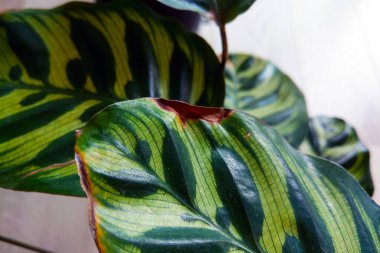 Canlı yeşil kalathea yapraklarının yakın plan görüntüsü belirgin çizgili desenler içeriyor. Yeşillik doğal güzellikleri ve karmaşık detayları gözler önüne seriyor. Doğa meraklıları, botanik bahçeleri ve ev dekorasyonu için mükemmel hale getiriyor..