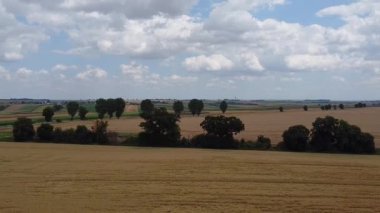 Pofuduk bulutları olan açık mavi gökyüzünün altında altın yuvarlanan tarlalar ve sıra sıra ağaçlar içeren ideal kırsal alan. Sakin ve geniş bir manzara kırsal alanların güzelliği, kullanım için mükemmel.