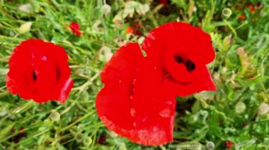 Çiçek açmış parlak kırmızı gelincikler yemyeşil bir arka planda canlı bir şekilde öne çıkıyorlar. Detaylı, yakın plan çekimleri narin taç yaprakları ve çiçeklerin karmaşık dokuları onu doğa için ideal kılıyor.