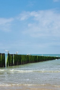 Sakin kıyı manzarasında, sakin denize uzanan alglerle kaplı ahşap damızlıklar var. Açık bir günde Groynes 'in tepesine tünemiş martılar mavi gökyüzü ile sakin ve doğadan esinlenilmiş bir deniz manzarası yaratırlar..