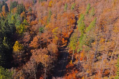 Sonbaharda bir ormanın büyüleyici hava görüntüsü, canlı renkli bir yaprak dizisi sergiliyor. Kırmızılar, portakallar ve yeşilliklerin canlı karışımı sonbahar boyunca doğanın güzelliğinin çarpıcı bir temsilini sunar.