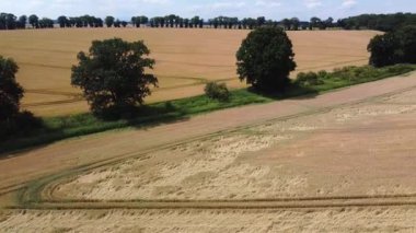 Ağaçlı Buğday Tarlası Manzarası ve Açık Mavi Gökyüzü