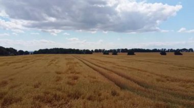 Uçsuz bucaksız bir buğday tarlasının havadan görünüşü, çoğunlukla bulutlu bir gökyüzünün altında ufka kadar uzanan altın ekinler sergiliyor. Kırsal alan, uzak ağaçlarla, tarımın dingin güzelliğiyle benekli..