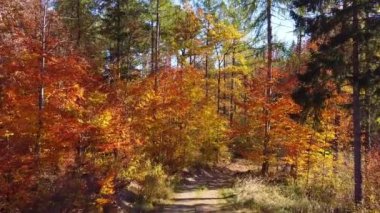 Parlak kırmızı ve portakallardan altın sarılarına kadar uzanan sonbahar renklerinin tayfını gösteren ağaçlarla çevrili güneşli orman patikaları. Doğa, sonbahar ve dinginlik temaları için mükemmel sakin bir sahne.