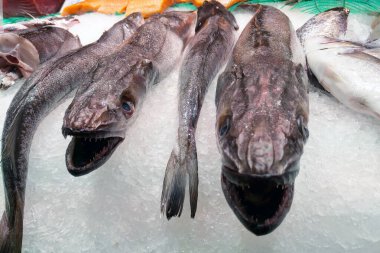 Taze hake balığı marketteki buz yatağında sergilendi, doku ve detay. Aşçılık meraklıları, deniz ürünleri pazarları, sürdürülebilir balıkçılık promosyonları veya deniz yaşamı hakkında eğitici materyaller için ideal.