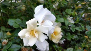 Çiçek açmış beyaz ve sarı güller yemyeşil yapraklarla çevrilidir. Narin yapraklar doğanın güzelliğini sergiliyor, sakin ve büyüleyici bir bahçe ortamı yaratıyor, doğadan esinlenilmiş tasarımlar için ideal..