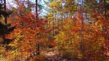Renkli sonbahar yaprakları sakin bir ormanı doldurarak kırmızı, turuncu ve sarı yapraklar sergiliyor. Güneş ışığı ağaçların arasından süzülerek, mevsimsel takdir ve açık hava keşifleri için ideal bir ortam yaratıyor..