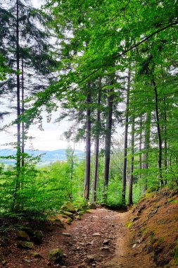 Canlı yeşilliklerle çevrili sakin bir orman yolu huzurlu bir kaçış sunuyor. Uzun ağaçlar ve açık bir patika doğa yürüyüşleri ve açık hava rahatlığı için, eko-turizmi ve farkındalığı desteklemek için ideal bir ortam yaratır..