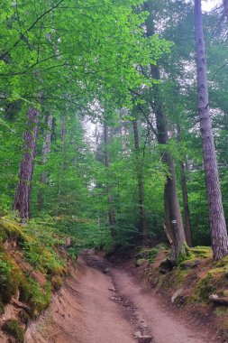 Uzun, canlı yeşil ağaçlar ve yosun kaplı araziyle kaplanmış sakin ağaçlık patika. Yürüyüş için ideal bir ortam, sakin yürüyüşler, ya da doğanın yaz atmosferinin huzurlu güzelliğinde teselli bulmak..