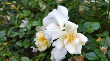 Yeşillik Bahçede Çiçekli Beyaz Güller