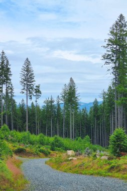 Huzurlu bir orman yolu kısmen bulutlu bir gökyüzünün altındaki yemyeşil ağaçların arasından esiyor. Yeşillik ve doğal güzellik sakin bir atmosfer yaratır. Keşif ve açık hava aktiviteleri için mükemmeldir..