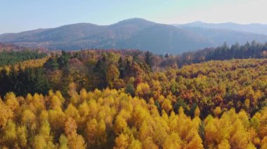 Göz kamaştırıcı bir sonbahar manzarası canlı sarı, turuncu ve kırmızı yapraklar sergiliyor. Yuvarlanan tepeler manzaralı bir zemin oluştururken, sakin orman örtüsü güzelliğin altını çiziyor.