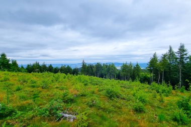 Geniş yeşil çayır, bulutlu bir gökyüzü altında canlı ormanlarla çevrili, doğa keşfi için ideal sakin bir manzara sunuyor. Sahne doğa meraklıları ve doğa fotoğrafçılığı için mükemmel, sükunetin özünü yakalamak için..