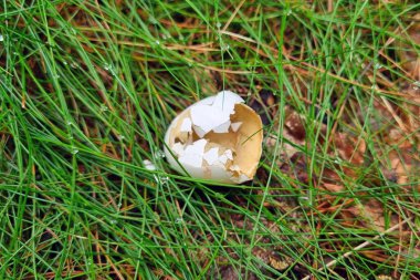 Kırık yumurta kabuğu, yemyeşil çimenlere yuva yapmış, yeni başlangıçları ve hayatın döngüsel doğasını sembolize ediyor. Doğadaki büyüme ve dönüşümün güçlü bir hatırlatıcısı. Yenilenme ve ilkbahar temaları için ideal..