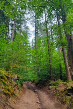 Yüksek ağaçlar ve canlı yapraklarla çevrili gür, yemyeşil ormanlık alanlarda dolambaçlı toprak bir patikanın yer aldığı sakin bir orman manzarası. Doğa meraklıları için ideal, açık hava macera temaları, ya da sakin manzara dekorasyonu.