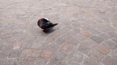 Cobblestone Caddesi 'ndeki Yalnız Güvercin: Şehir Vahşi Yaşam Tasarımları Sahnesi