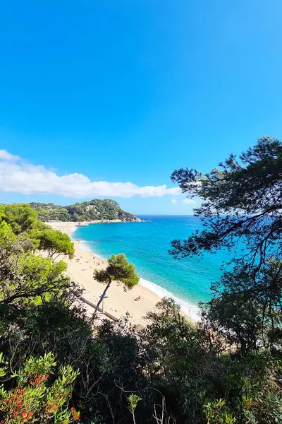 Canlı ağaçlar ve açık mavi gökyüzü tarafından çerçevelenmiş güneşli bir plajın yer aldığı Idyllic kıyı sahnesi. Turkuaz dalgalar yavaşça kumlu kıyıya çarpar. Sakin ve davetkar bir atmosfer yaratır. Rahatlamak ve kaçmak için mükemmeldir..