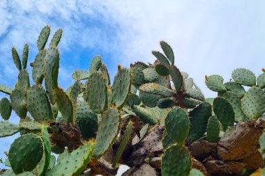 Parlak mavi gökyüzüne karşı dikenli bir armut kaktüsünün çarpıcı yukarı bakan görüntüsü bitkinin eşsiz dokularını ve canlı yeşil renklerini gözler önüne seriyor. Bu resim çöl bitkilerinin dayanıklılığını ve güzelliğini vurgular..