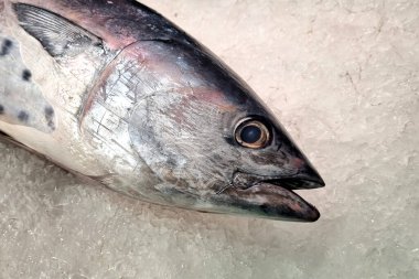 Pürüzsüz pullarını ve canlı renklerini sergileyerek buzdan bir yatağa yerleştirilmiş taze ton balığı. Deniz ürünleri odaklı içerik, pazarlama veya aşçılık sanatlarında tazeliği ve kaliteyi göstermek için ideal.