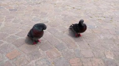 Kentsel Vahşi Yaşam: Doğa ve Şehir Hayatı Teması İçin Cobblestone Caddesindeki Güvercinler