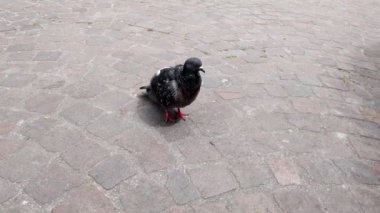 Yalnız bir güvercin kaldırım taşlı bir caddede duruyor ve şehir manzarasında bir vahşi yaşam anı yakalıyor. Kalıplaşmış taş yüzeyi ve canlı kuşlar doğa ve doğa arasındaki farklılıkları vurgular.