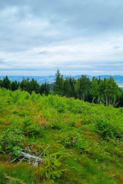 Manzarada yoğun, yeşil bir orman ve genç yeşil ağaçlar var. Arkaplanda yavaşça yükselen tepeler var. Bulutlu gökyüzü dinginliği, doğal atmosferi arttırır, doğa temaları için mükemmeldir..