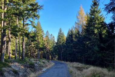Sakin bir orman yolu, berrak mavi gökyüzü tarafından aydınlatılan uzun ve görkemli çam ağaçlarının arasından esiyor. Huzurlu ortam, bereketli yeşillik ve doğal güzellik arasında keşif ve yansımaya davetiye çıkarıyor..