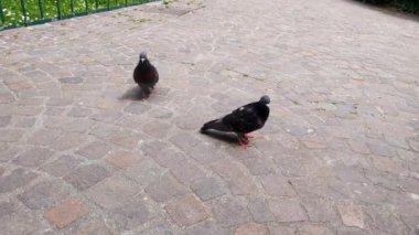 İki güvercin şehir parkında yaban hayatı parkında bir kaldırım taşı patikasında geziniyor. Tüyleri ve tuhaf hareketleri taşralı taşlara hayat katar. Doğanın ve kentsel uyumun bir anlık görüntüsünü sunar.