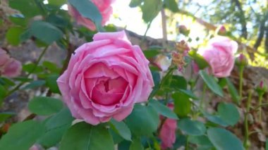 Canlı pembe güller, parlak yeşil yaprakların arasında, benekli güneş ışığı altında narin taç yapraklarını sergiliyor. Sahne doğal güzellik ve sükunet yayar. Çiçek ve bahçe temalı için ideal.