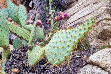 Armut dikenli kaktüs, canlı yeşil pedleri ve tomurcuklanan mor meyveleriyle kayalık arazide gelişir. Dikenleri ve engebeli manzarası kurak çöl iklimine karşı dayanıklılık gösteriyor. Doğadan esinlenilmiş tasarımlar için ideal..