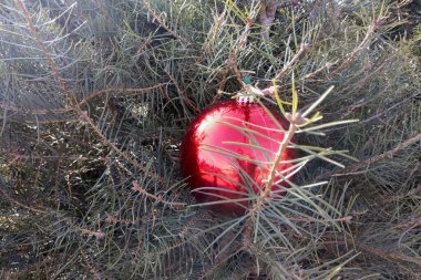 Bir çam dalının iğnelerinin arasına yerleştirilmiş canlı kırmızı bir noel süsü. Şenlik dekorasyonu doğal yeşil renklere karşıdır. Bayram neşesini ve mevsimlik gelenekleri sembolize eder..