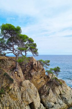 Çam ağaçları sakin bir kıyı şeridi boyunca uzanan engebeli uçurumlara tutunarak parçalı bulutlu bir gökyüzünün altındaki engin mavi okyanusun manzarasını sunuyorlar. Sahne huzur ve doğal güzelliği çağrıştırıyor..