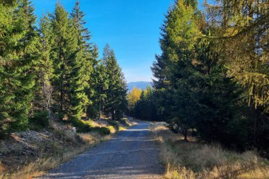 Sakin bir orman yolu, parlak mavi gökyüzünün altındaki uzun çam ağaçlarının arasında dolaşarak doğaya huzurlu bir kaçış sunuyor. Çakıl yolu, ormanlık araziyi keşfetmeye ve güzelliğe davet eder..