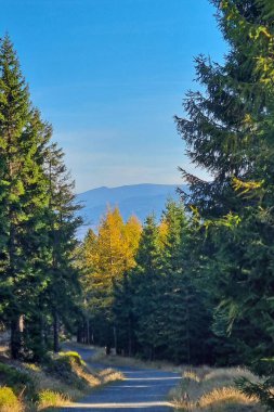 Bereketli, yemyeşil ve sonbahar renkli ağaçlarla çevrili sakin bir orman yolu açık mavi gökyüzünün altındaki uzak bir dağa doğru gidiyor. Huzurlu bir doğa inzivasının manzaralı güzelliği.