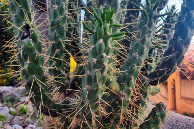 Dikenli bir kaktüsün doğal ortamındaki keskin dikenleri ve yeşil saplarıyla detaylı bir görüntüsü. Bu resim, bitki bilimi ve doğa temalı tasarımlar için ideal olan çöl bitkilerinin karmaşık yapısını ve esnekliğini vurgular..